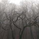 Image for article titled 27 Photos Of Barenaked Trees
